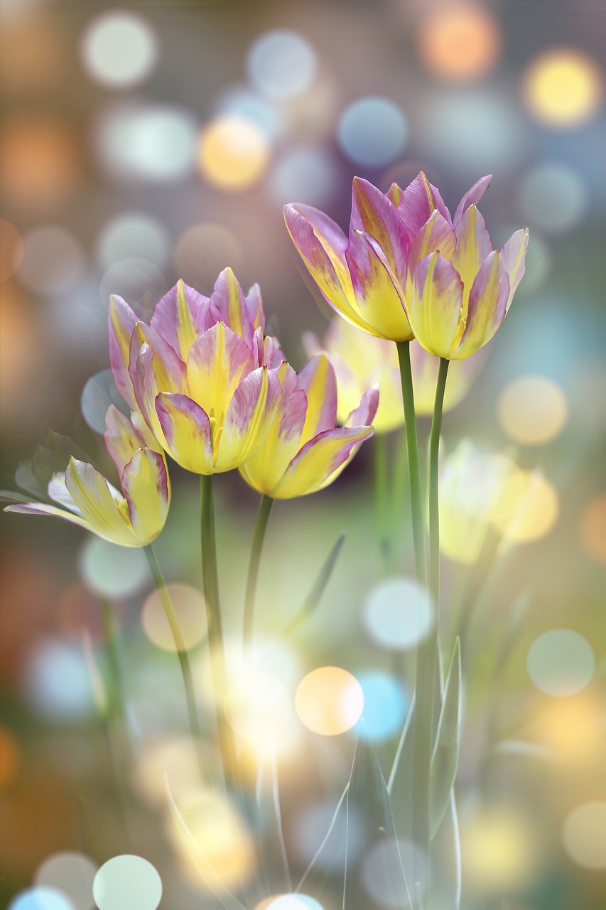 flowers, tulips, the buds-7030264.jpg